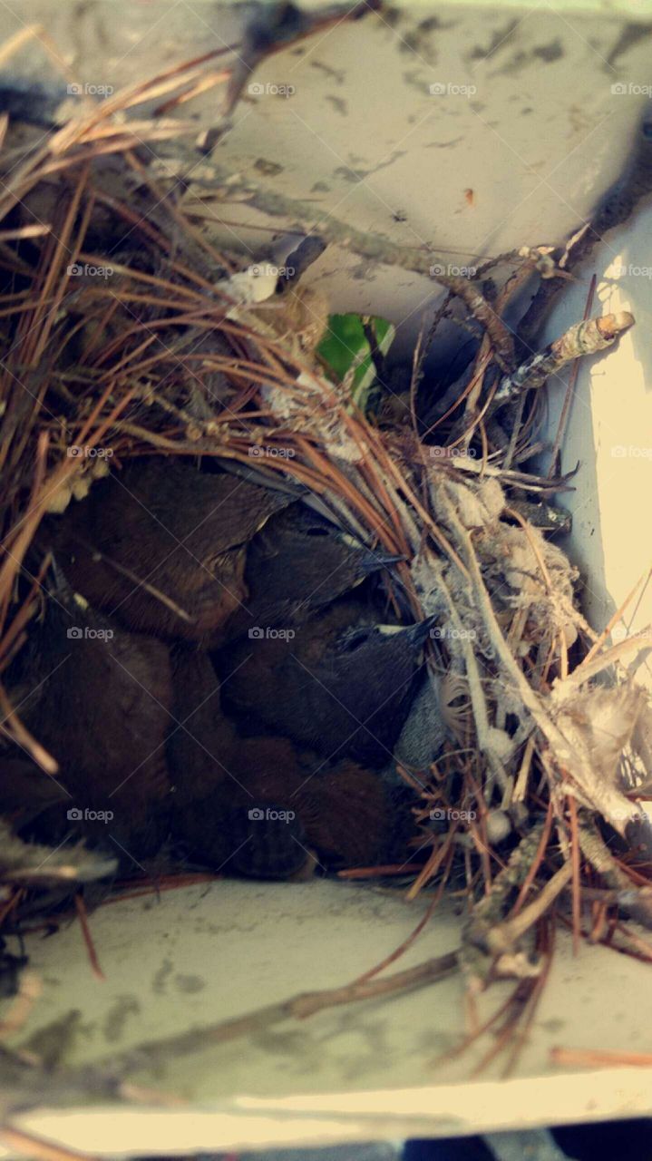 Baby Bird Nest