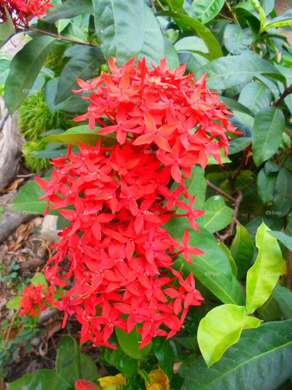 Red Ixora flower