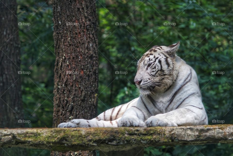 white tiger