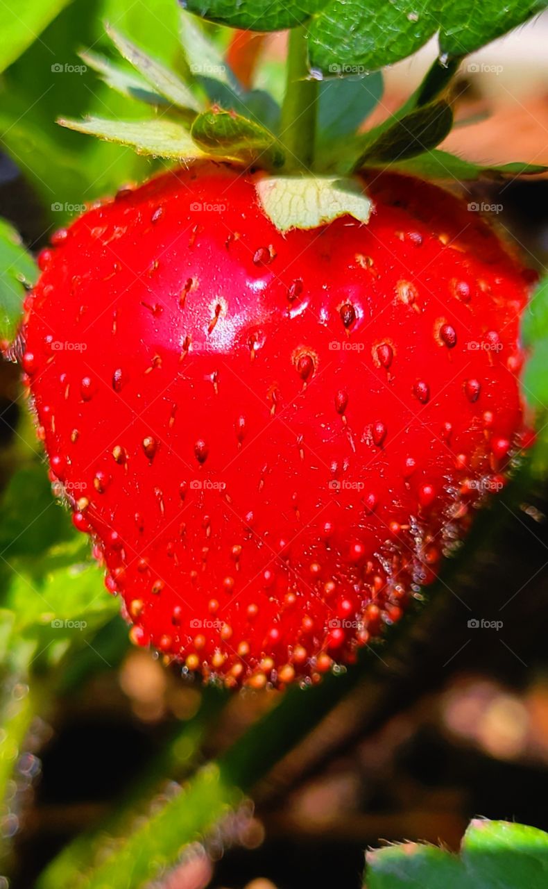 beautiful Home grown strawberries