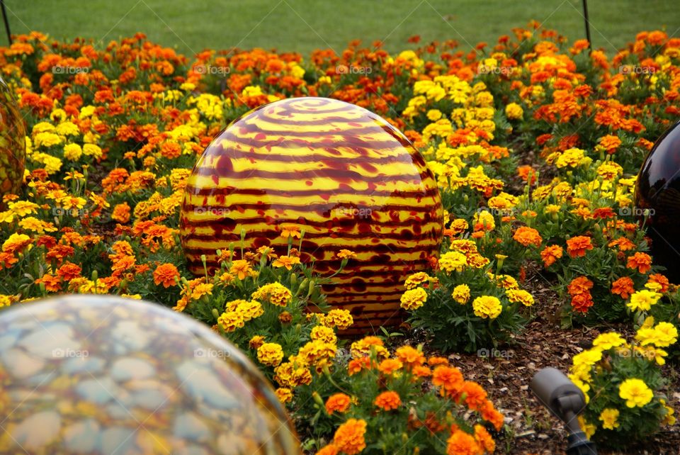 Marigolds and ball