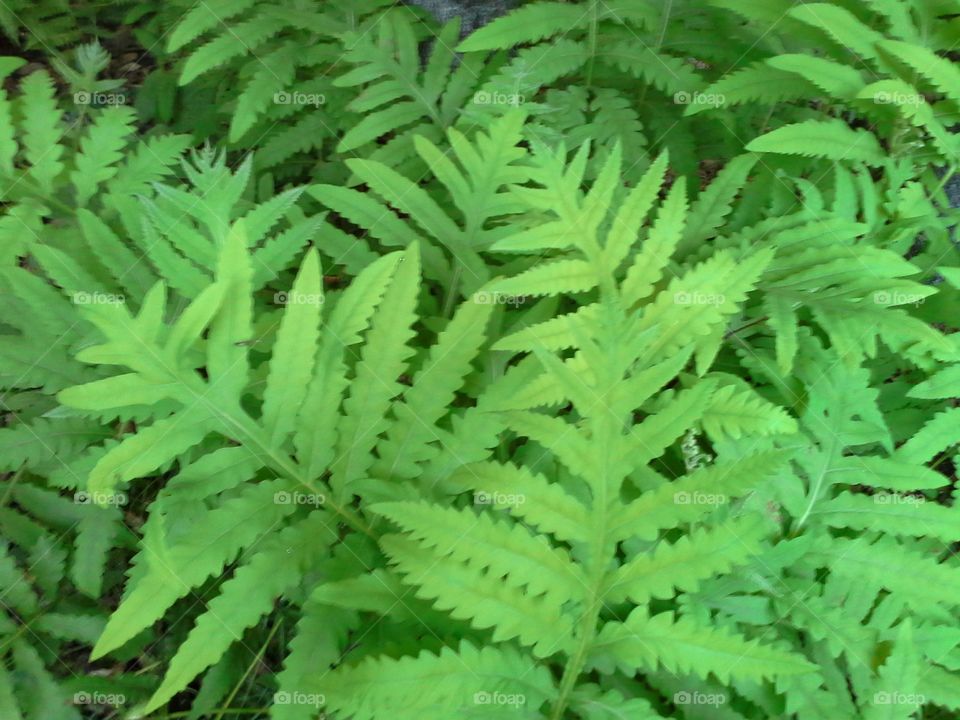 ferns. swamp plants