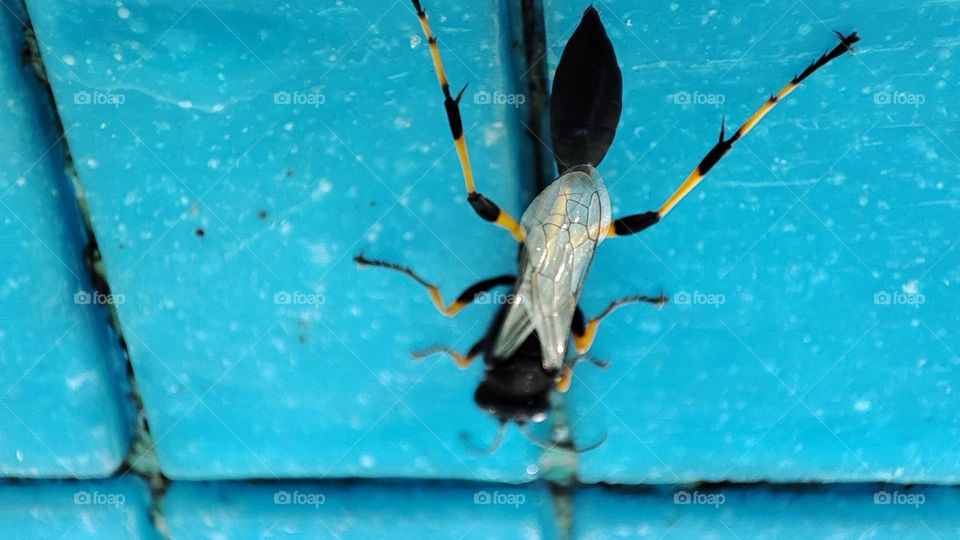 Mud dauber, wasp