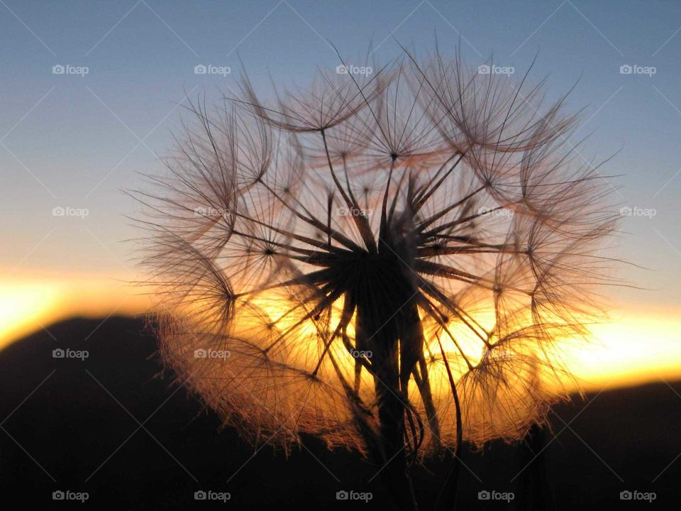 Dandelion Seeds on sunset