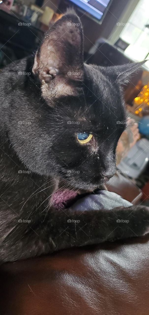 Profile of black cat, yellow aged eyes. Older cat, enjoying a morning visit on owners lap. Rescued from abandonment many years ago, in forever home now.