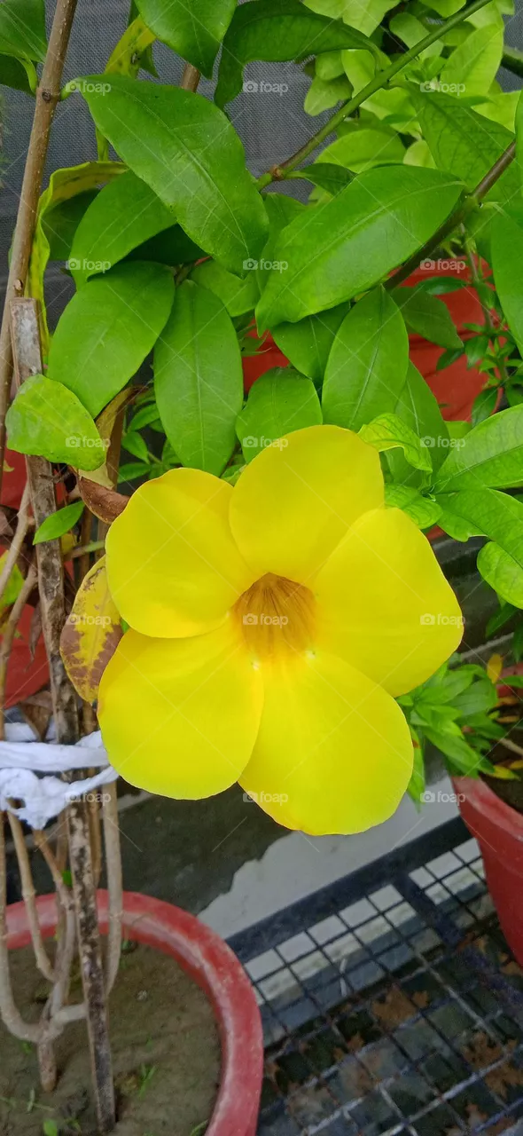 Allamanda cathartica, commonly called golden trumpet and yellow allamanda, is a species of flowering plant of the genus allamanda in the family apocynaceae. it is native to Brazil. shoot at thu, 27 apr, 2023, 9:00 am, lucknow india.