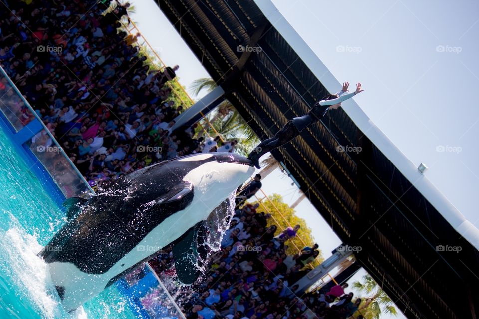 Orca at a Miami Sea-aquarium 