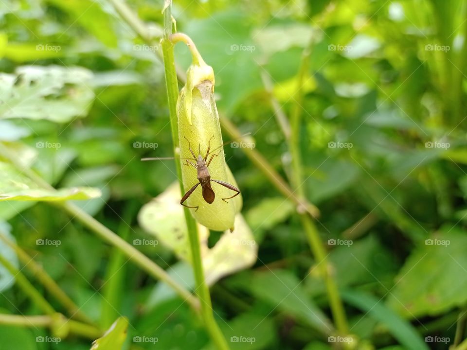 leptocorisa is sitting on the plant