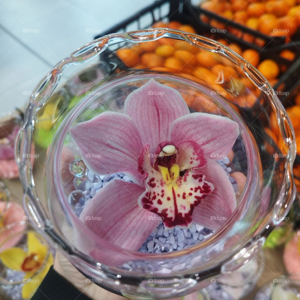 Orchid flower