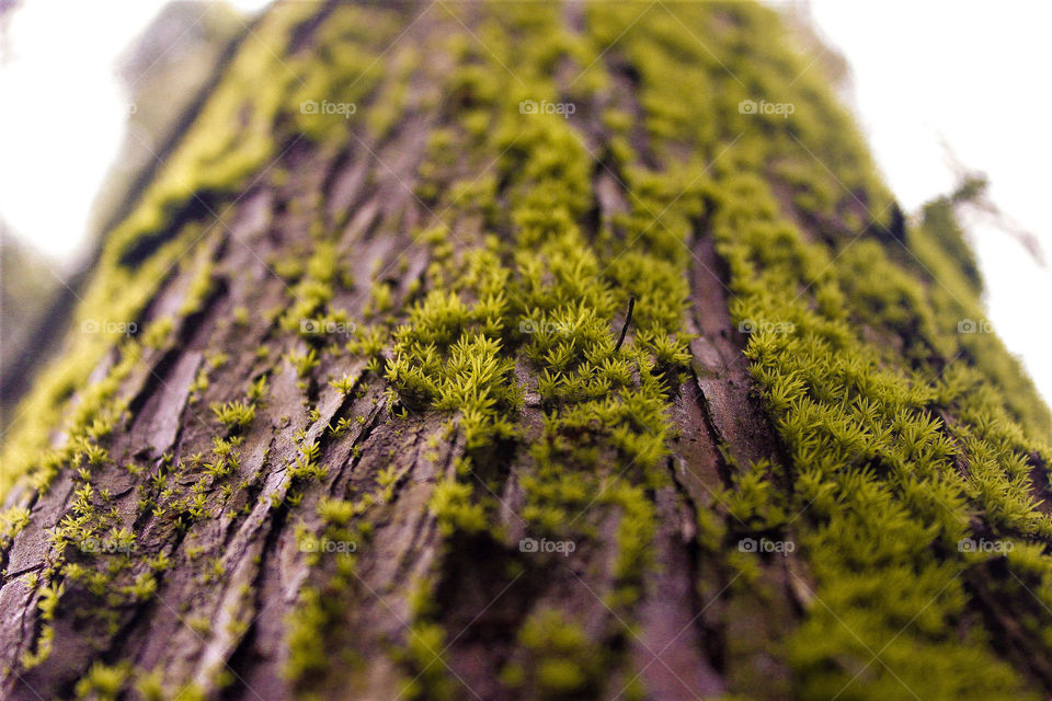 A Tree is Green.
Found this majestic tree on a trek, and hands reached for my camera. Having never seen such a scene of a tree being covered in moss, it was fascinating to observe.
