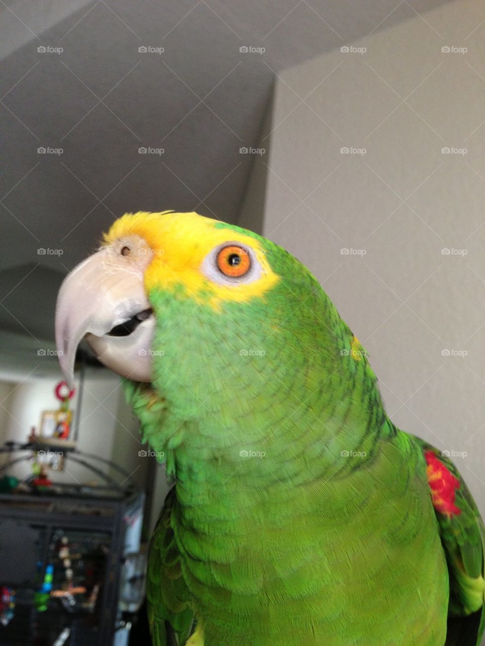 Parrot boy