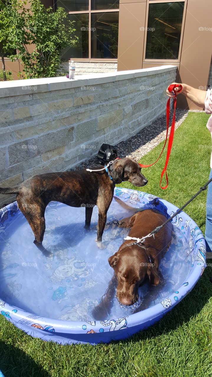 dogs taking a dip in the pool on a summer day