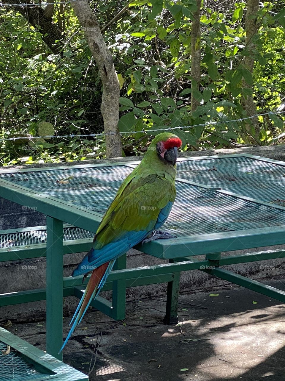Hermosa guacamaya