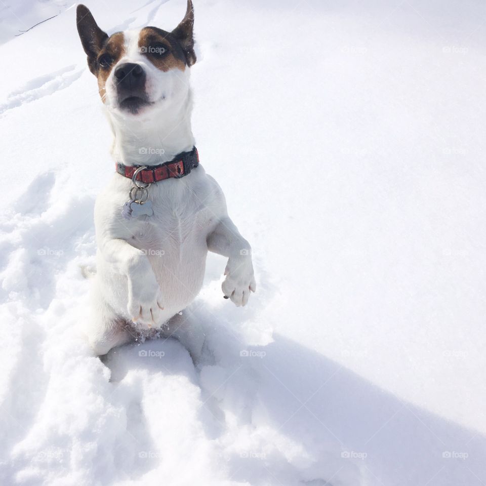 Jack Russell Terrier dog standing in the snow on her hind legs with front paws up, on a sunny Winter day. Room for copy. Square crop. 