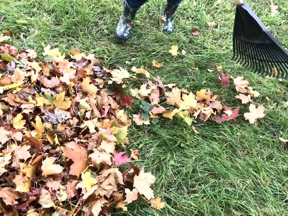 Raking leaves