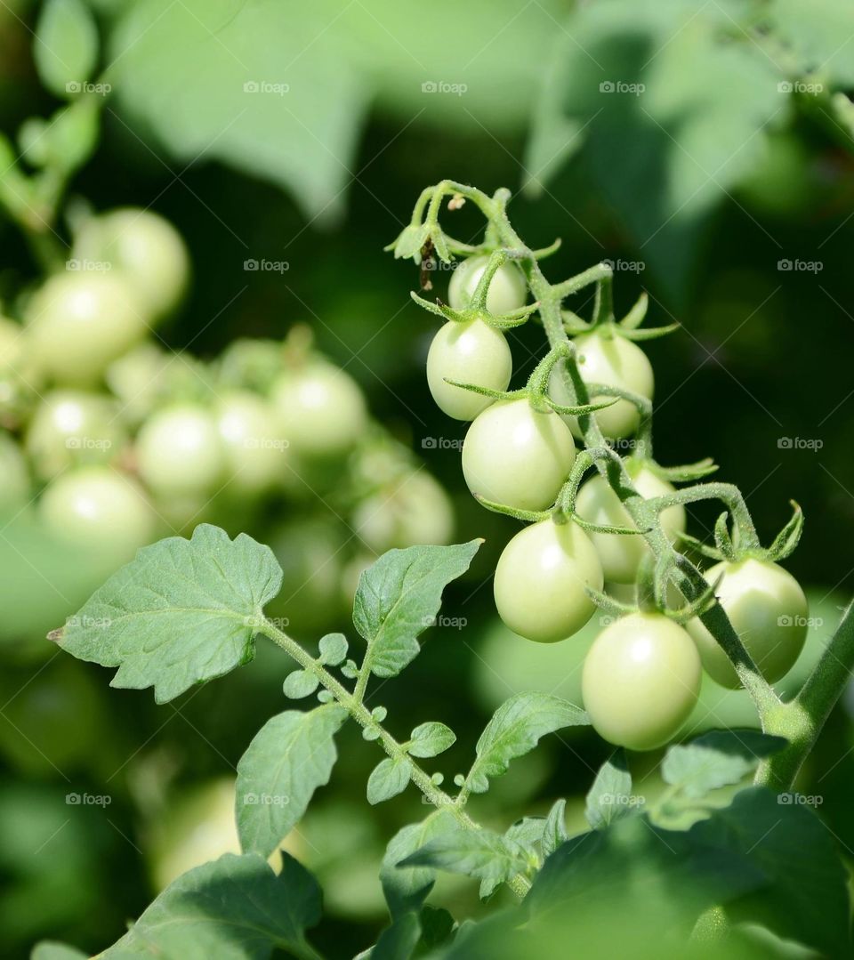 cherry tomatoes