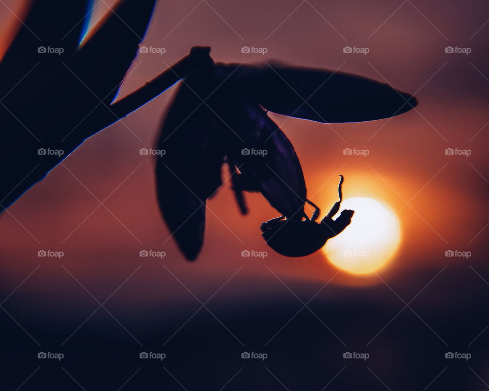 ladybug sitting on a flower at sunset