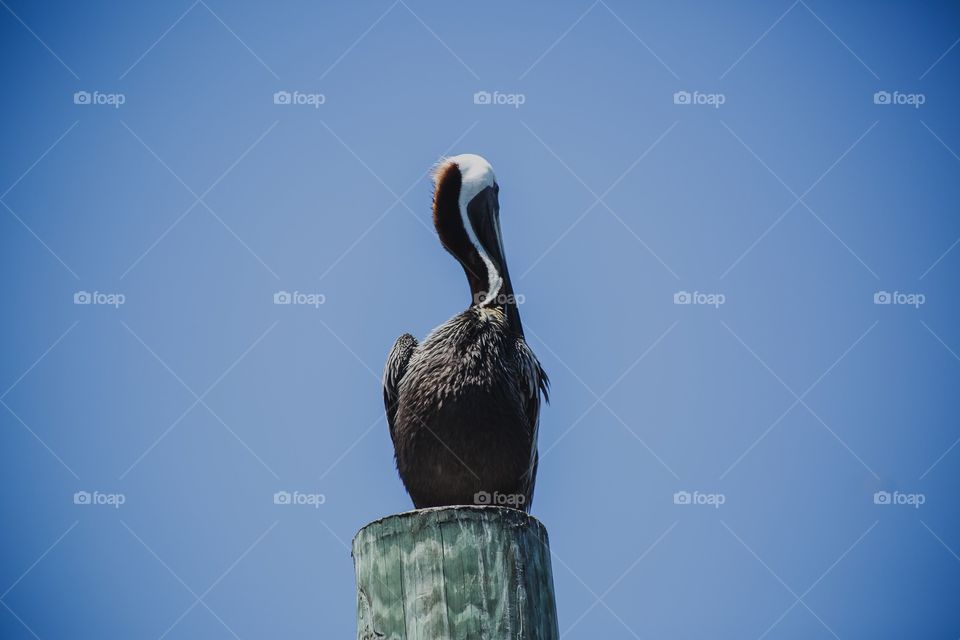 Pelican 