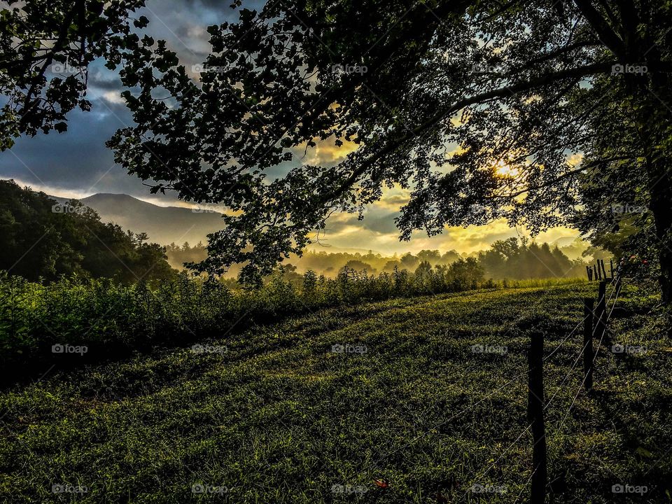 Golden sunlight peaking through the trees in Cades Cove just after sunrise. 