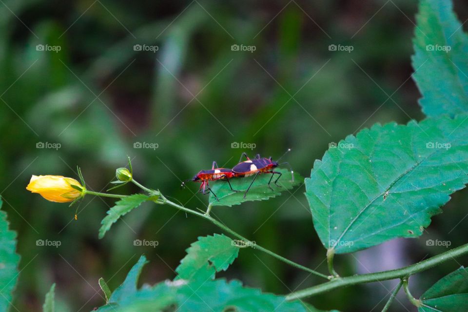 Casal de pequenos insetos reproduzindo na natureza.