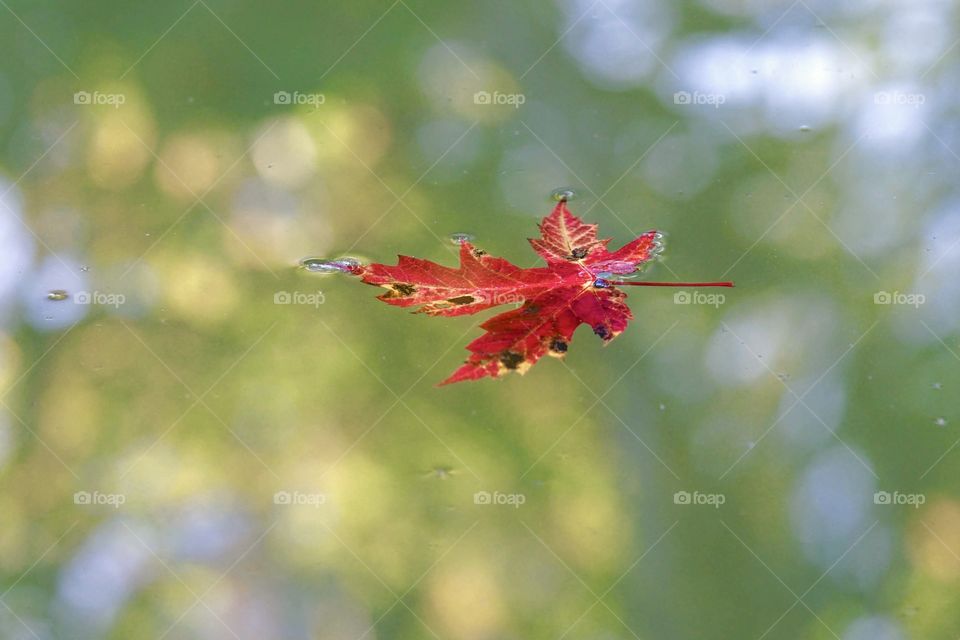Fall Rain Reflection
