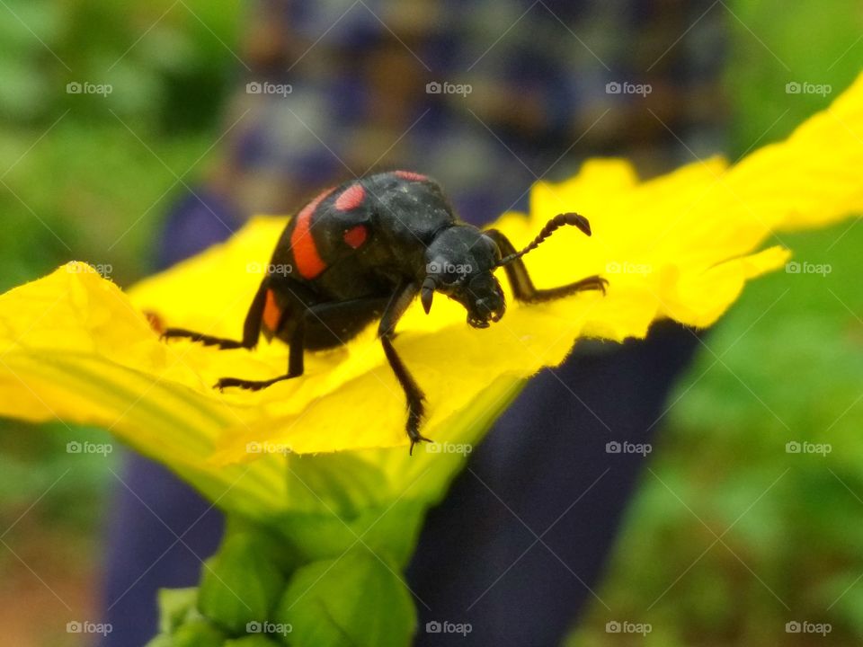 Amazing Bug insects photo