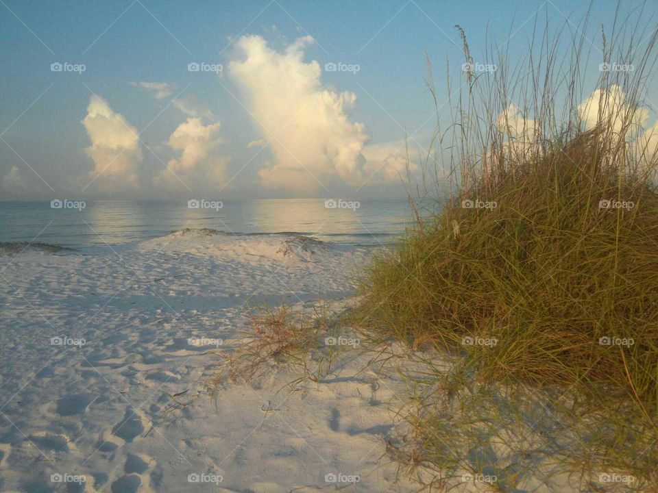 Seagrass and sand dune on beach at sunrise. Pristine white sand beach in Siesta Key Florida. Soft light, white sand & turquoise waters create perfect background for picturesque setting.