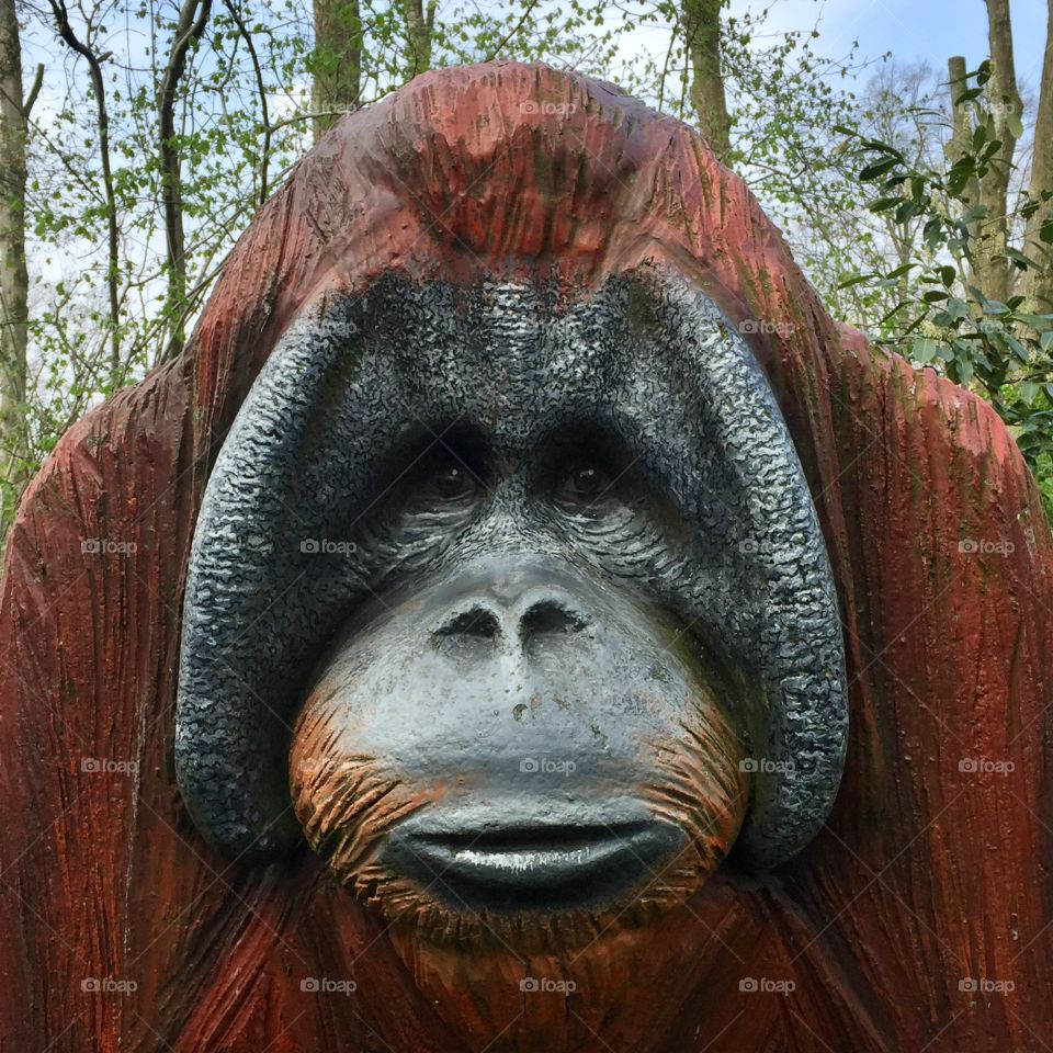 Orangutan