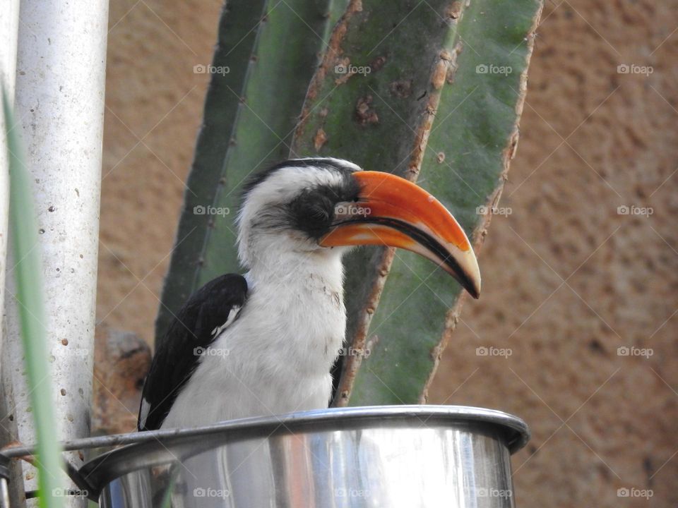 A close up of a bird