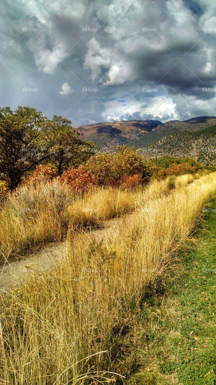 Sun shining on golden grass as menacing dark clouds approach over the mountains.