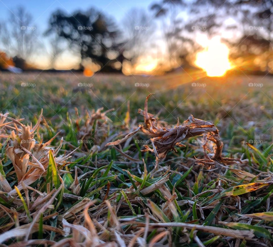 Dry grass at sunset in the park 