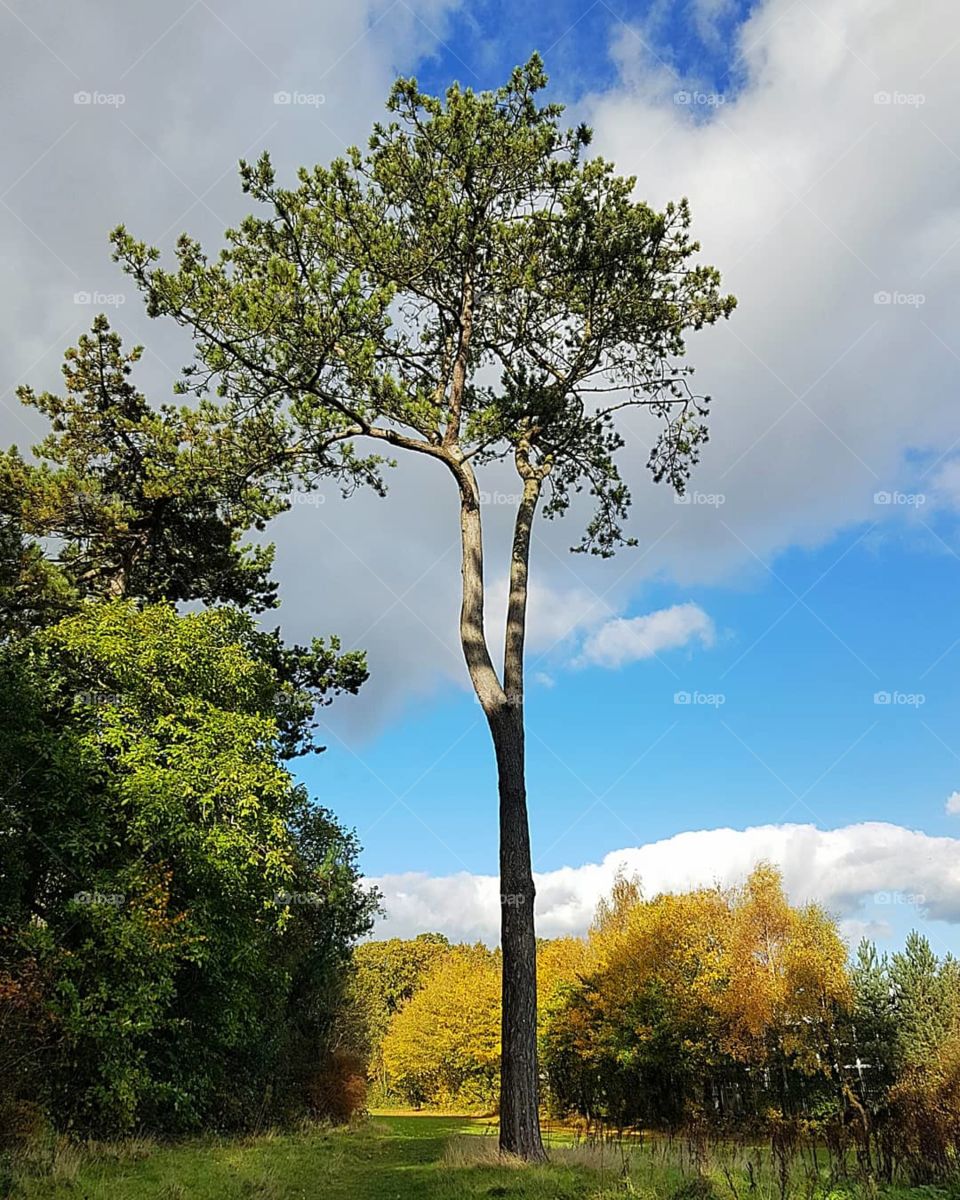 Standing tall.. Ormeau Park, Belfast, Ireland. November 2018