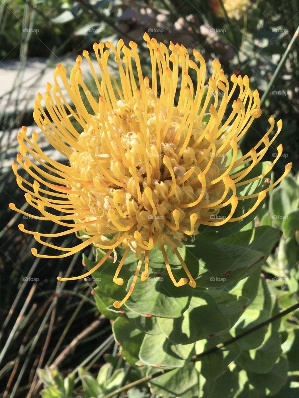 Original shapes for Proteus flower