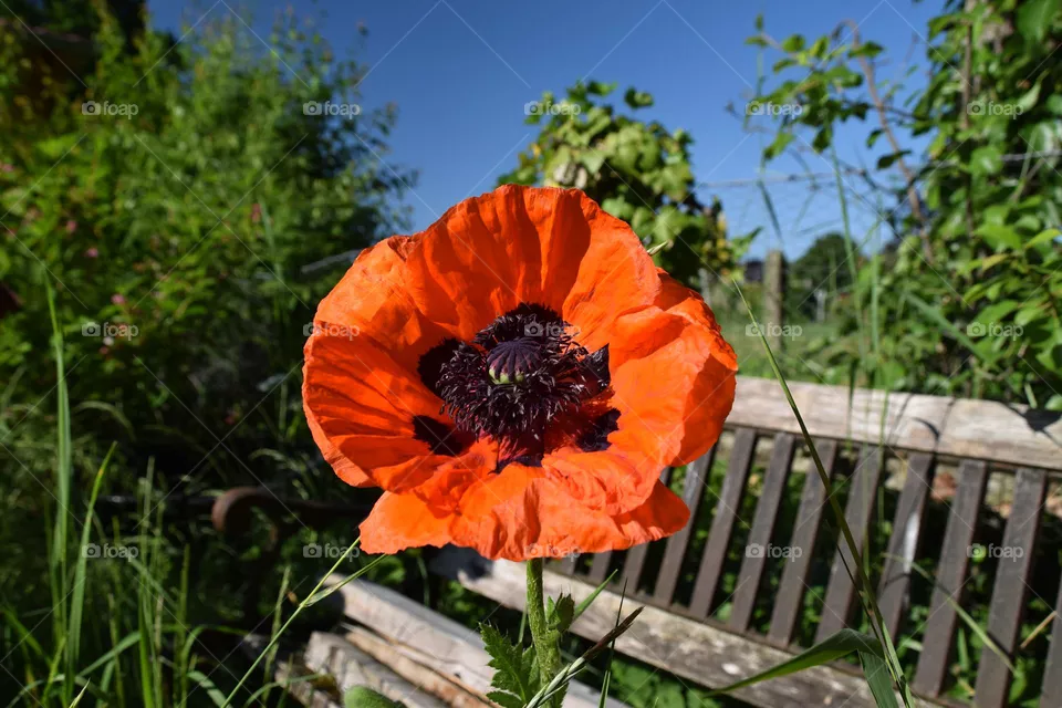 Mohnblume im Garten