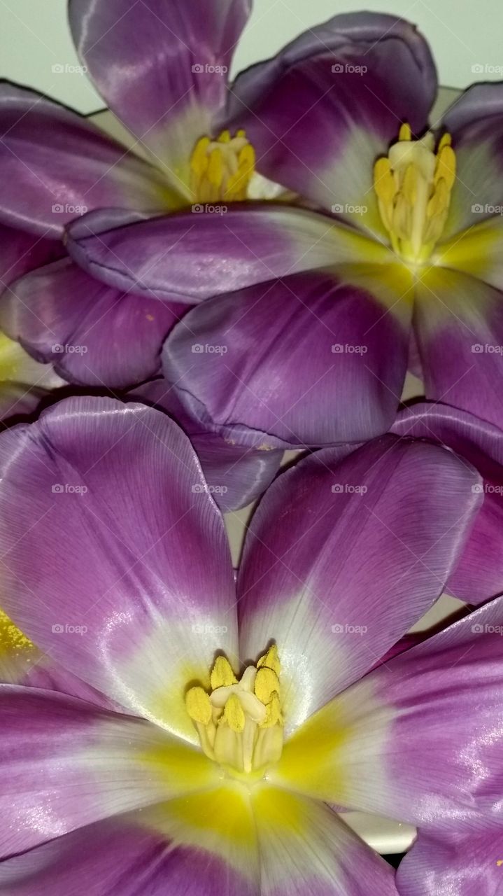 Tulips