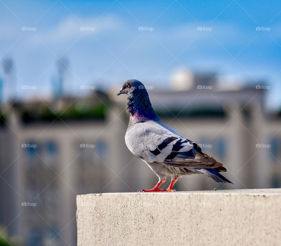 Pigeon on the Rooftop of City Car Garage