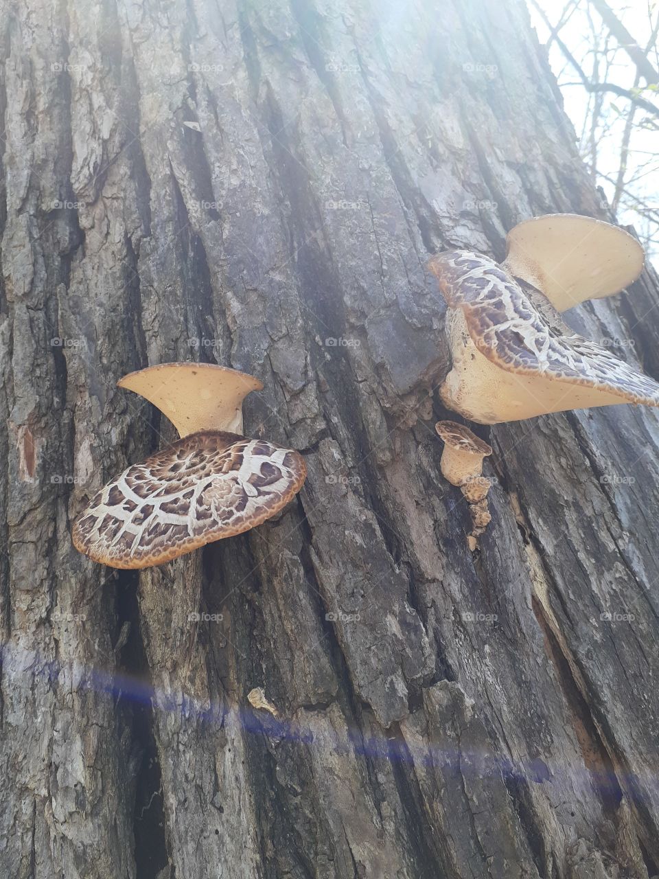 Dryads Saddle