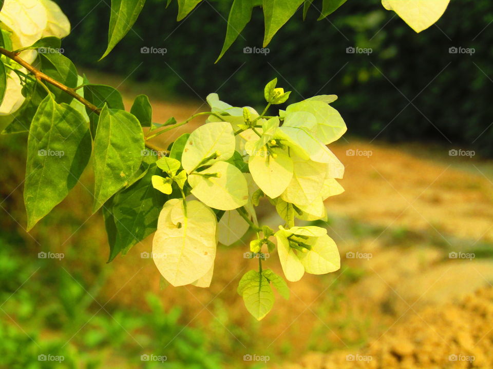 Beautiful Yellow and white  color Bougainvillea is a genus of thorny ornamental vines, bushes, or trees or yellow King bougainvillea.