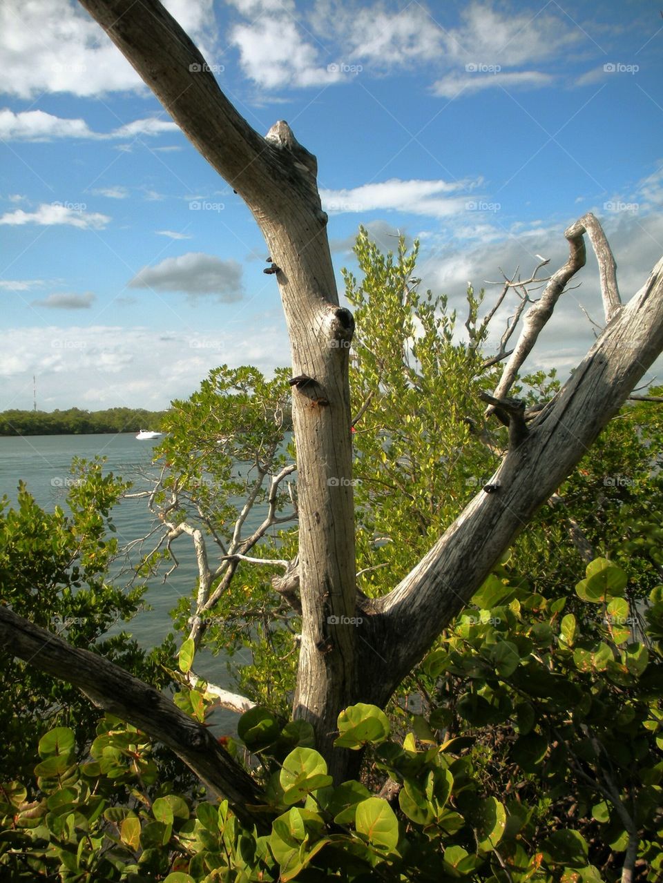 Intercostal waterways views