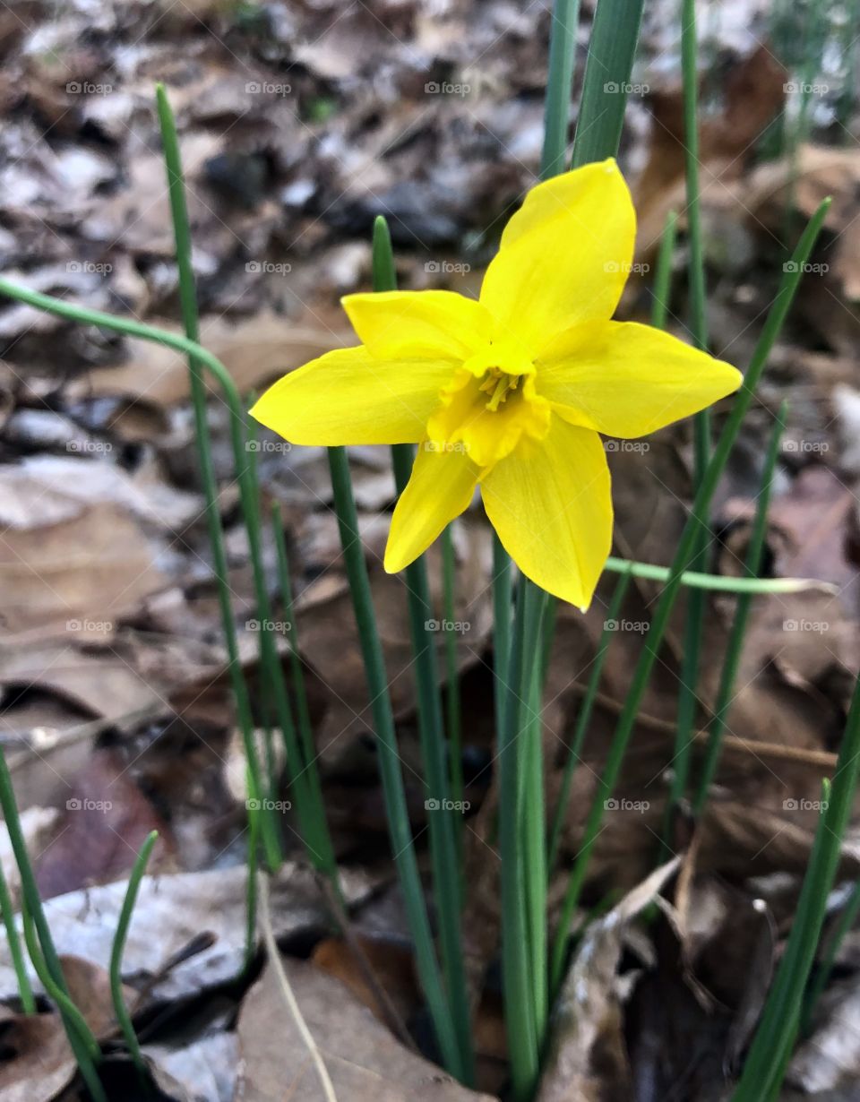 Early daffodils 