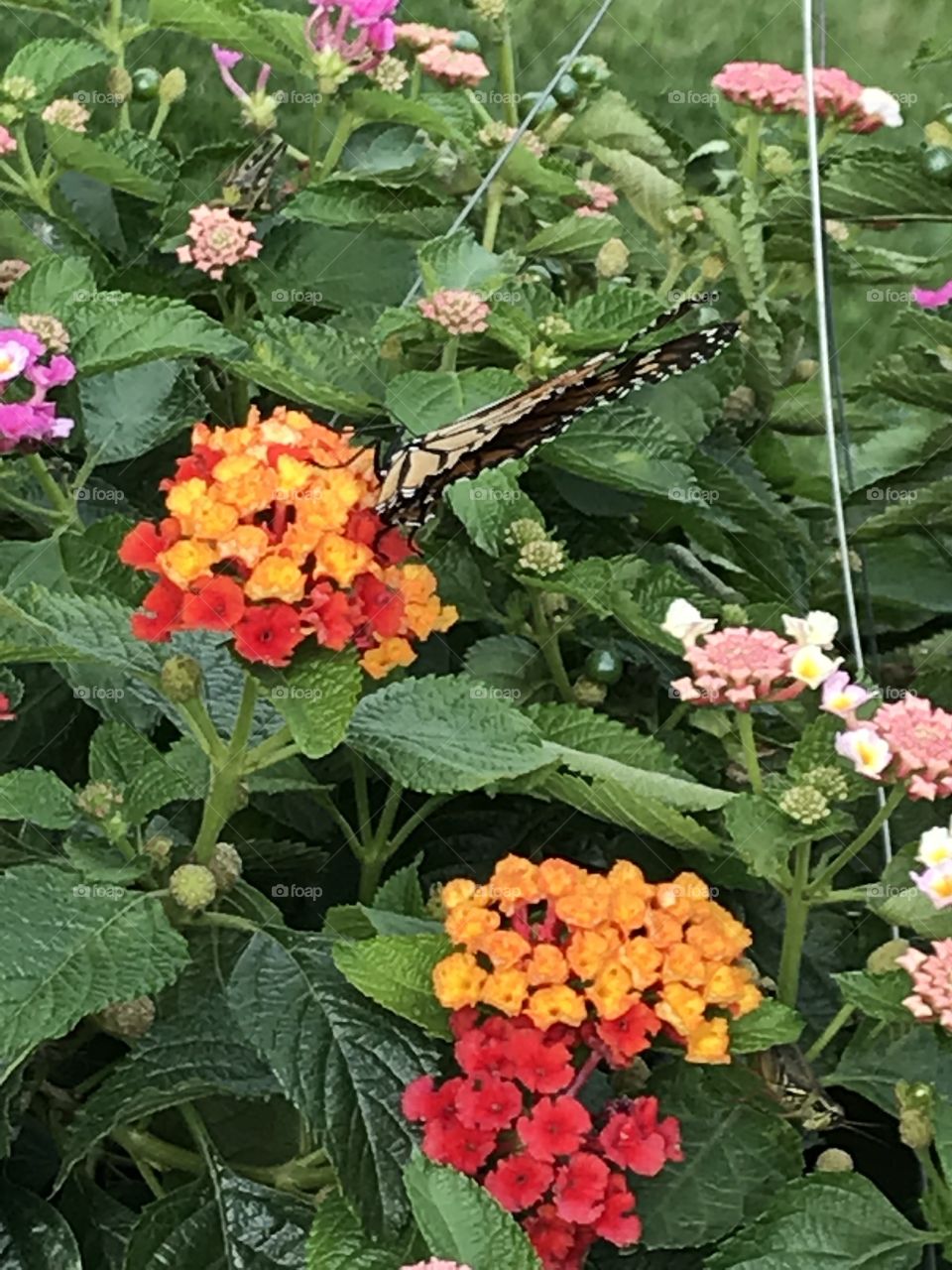 Lantana and Monarch visitor 