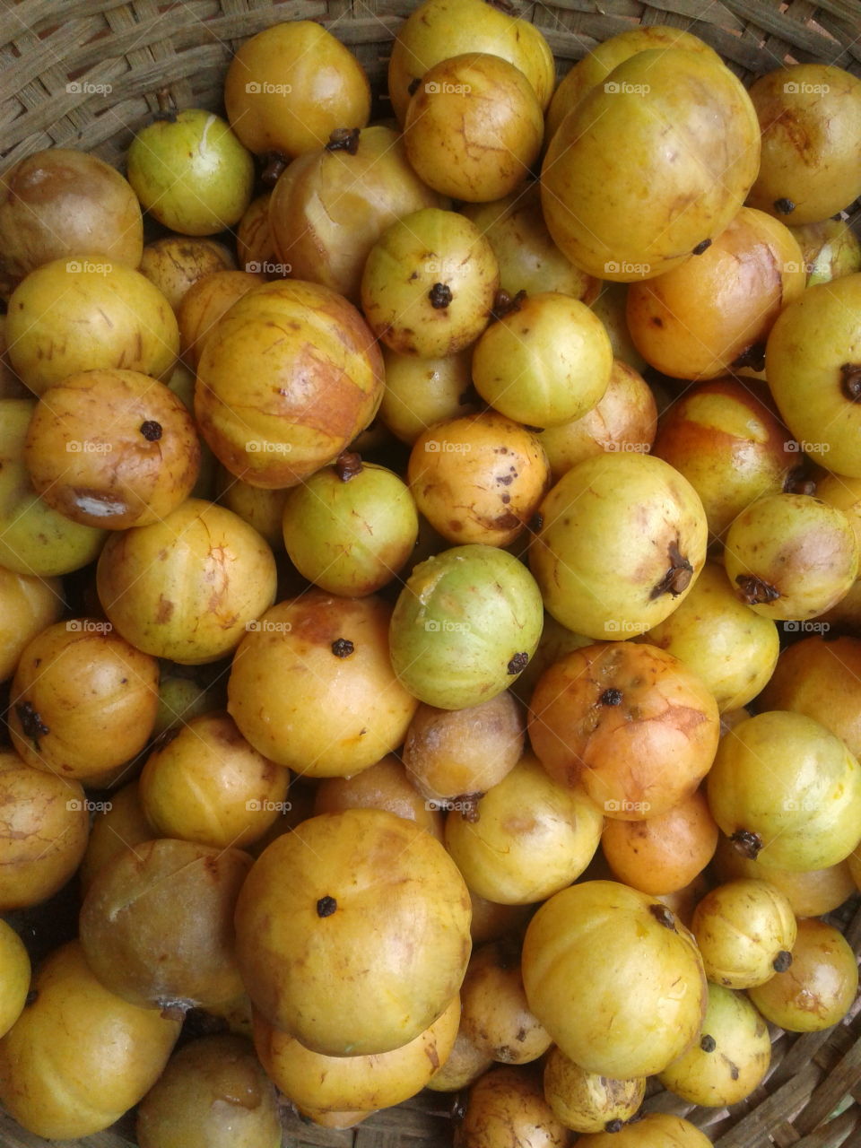 fruit