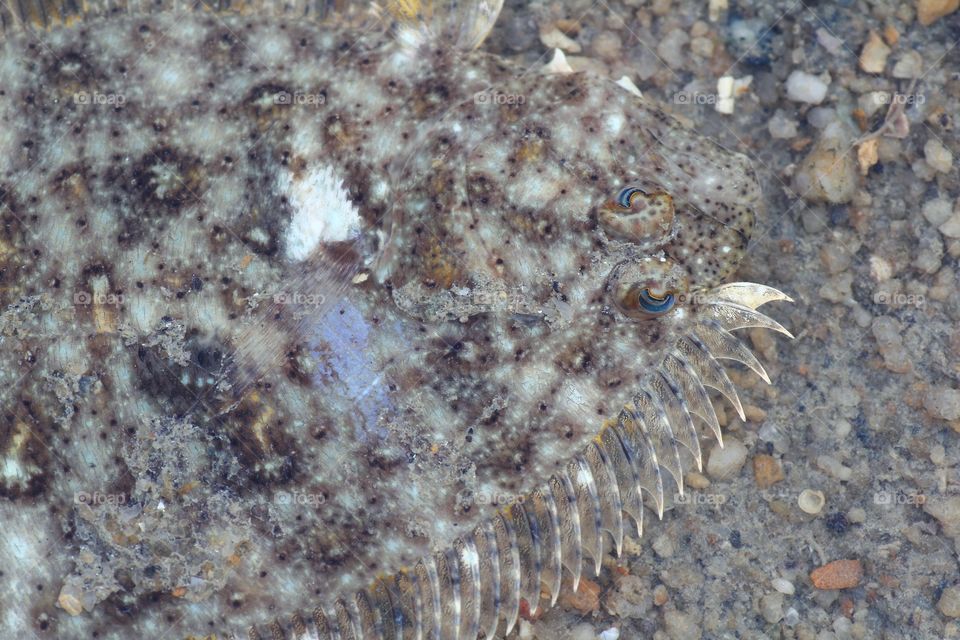 A close up of a injured flounder. 