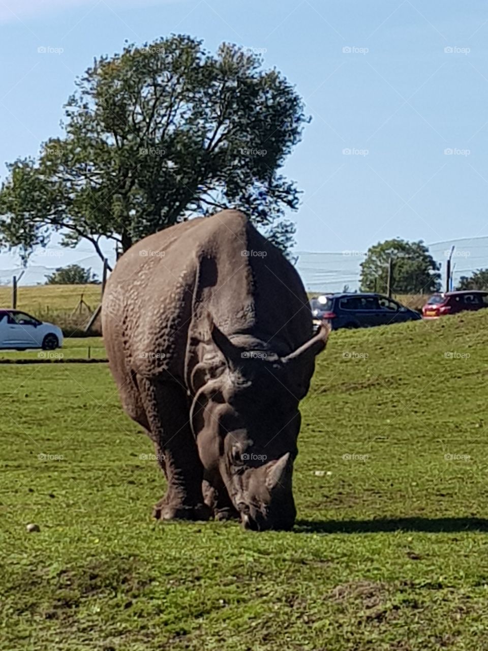 Rhino at Westmidlands safari park