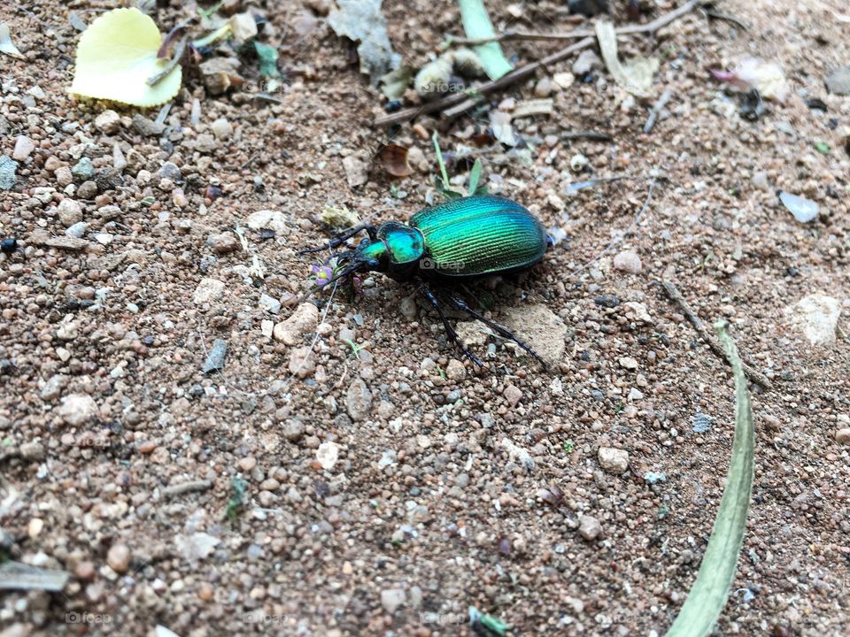 Large shiny metallic green scarab beetle