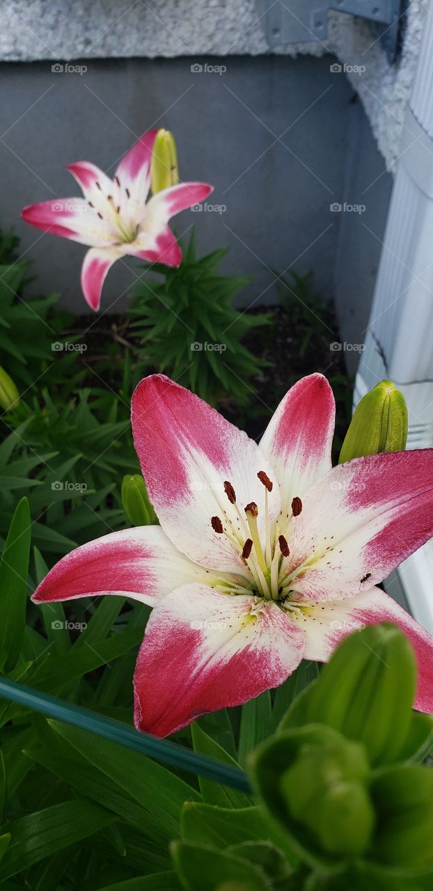 Beautiful flowers in summer