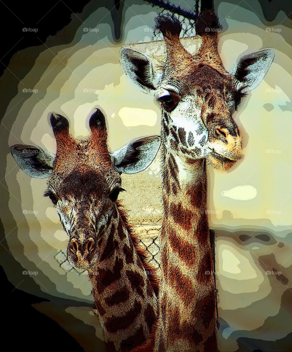 Two heads are better than one, giraffes standing together, appearing as if giraffe has two heads