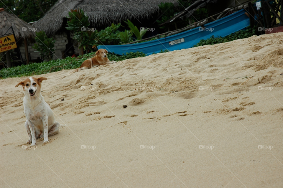 beach dog boat by ibphotography