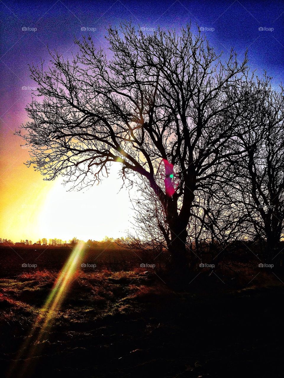 sun rays through tree other great outdoors naked tree early day by shec