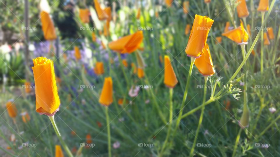 orange poppys